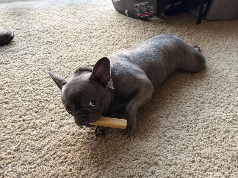 Bella – French Bulldog puppy for sale in Colorado Springs, CO