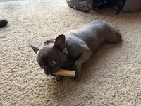Bella, a female French Bulldog for sale in Colorado Springs, CO – 1 of 3