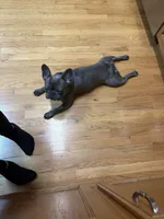 Bella, a female French Bulldog for sale in Colorado Springs, CO – 3 of 3