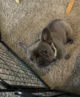 Bella, a female French Bulldog for sale in Colorado Springs, CO – 2 of 3