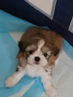 Parker, a male Shih Tzu for sale in West Palm Beach, FL – 8 of 10