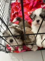 Parker, a male Shih Tzu for sale in West Palm Beach, FL – 5 of 10