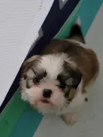 Parker, a male Shih Tzu for sale in West Palm Beach, FL – 9 of 10