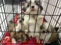 Parker, a male Shih Tzu for sale in West Palm Beach, FL – 6 of 10