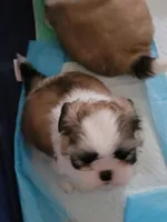 Parker, a male Shih Tzu for sale in West Palm Beach, FL – 4 of 10