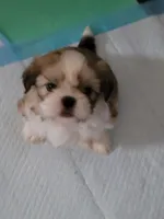 Parker, a male Shih Tzu for sale in West Palm Beach, FL – 1 of 10