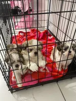 Parker, a male Shih Tzu for sale in West Palm Beach, FL – 10 of 10