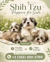Parker, a male Shih Tzu for sale in West Palm Beach, FL – 2 of 10