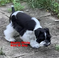 Olivia Red ID Boy SALE PRICE!, a male Miniature Schnauzer for sale in Salem, IN – 4 of 9