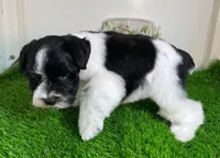 Olivia Red ID Boy AKC, a male Miniature Schnauzer for sale in Salem, IN – 10 of 10