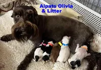 Olivia Blue Boy AKC, a male Miniature Schnauzer for sale in Salem, IN – 5 of 6
