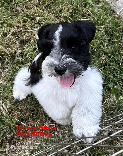Olivia Red ID Boy SALE PRICE! – Miniature Schnauzer puppy for sale in Salem, IN