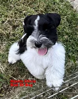 Olivia Red ID Boy SALE PRICE!, a male Miniature Schnauzer for sale in Salem, IN – 1 of 9