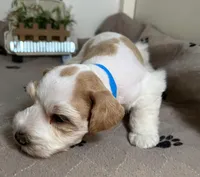 Olivia Blue ID Boy, a male Miniature Schnauzer for sale in Salem, IN – 4 of 10