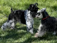 Mikey, a male Miniature Schnauzer for sale in Salem, IN – 7 of 9