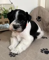 Olivia Red ID Boy AKC, a male Miniature Schnauzer for sale in Salem, IN – 6 of 10