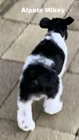 Mikey, a male Miniature Schnauzer for sale in Salem, IN – 8 of 9