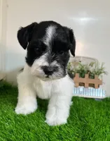 Olivia Red ID Boy AKC, a male Miniature Schnauzer for sale in Salem, IN – 8 of 10