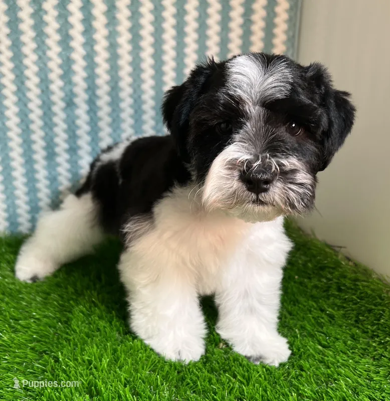 Olivia Red ID Boy SALE PRICE! – Miniature Schnauzer puppy for sale in Salem, IN