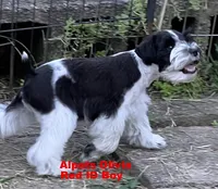 Olivia Red ID Boy SALE PRICE!, a male Miniature Schnauzer for sale in Salem, IN – 6 of 9
