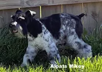 Mikey, a male Miniature Schnauzer for sale in Salem, IN – 3 of 9