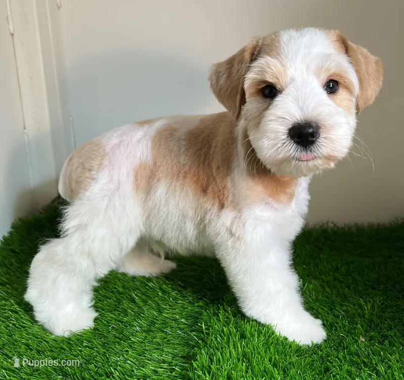 Olivia Blue ID Boy – Miniature Schnauzer puppy for sale in Salem, IN