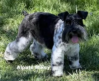 Mikey, a male Miniature Schnauzer for sale in Salem, IN – 4 of 9