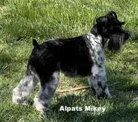 Mikey, a male Miniature Schnauzer for sale in Salem, IN – 6 of 9