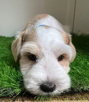 Olivia Blue ID Boy ON SALE!, a male Miniature Schnauzer for sale in Salem, IN – 7 of 10
