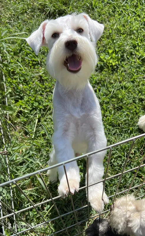 Ajax – Miniature Schnauzer puppy for sale in Salem, IN