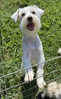 Ajax, a male Miniature Schnauzer for sale in Salem, IN – 1 of 1