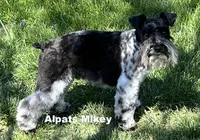 Mikey, a male Miniature Schnauzer for sale in Salem, IN – 2 of 9