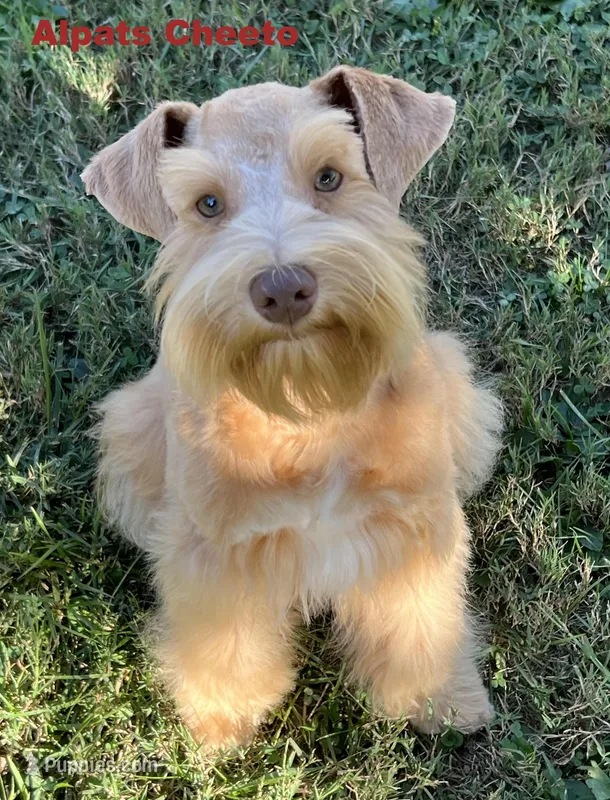 Cheeto – Miniature Schnauzer puppy for sale in Salem, IN