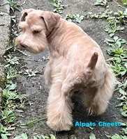 Cheeto, a male Miniature Schnauzer for sale in Salem, IN – Photo 3 of 4
