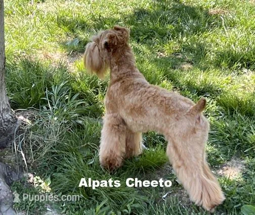 Cheeto Neutered – Miniature Schnauzer puppy for sale in Salem, IN
