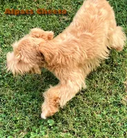 Cheeto, a male Miniature Schnauzer for sale in Salem, IN – Photo 2 of 4