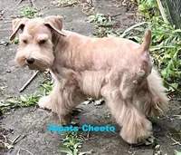 Cheeto, a male Miniature Schnauzer for sale in Salem, IN – Photo 4 of 4