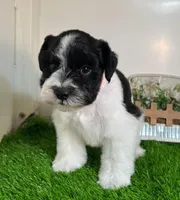 Olivia Red ID Boy AKC, a male Miniature Schnauzer for sale in Salem, IN – 7 of 10