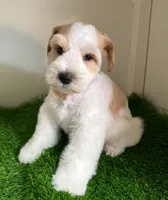 Olivia Blue ID Boy ON SALE!, a male Miniature Schnauzer for sale in Salem, IN – 6 of 10