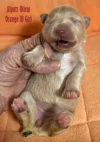 Olivia Orange, a female Miniature Schnauzer for sale in Salem, IN – Photo 2 of 5