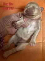 Olivia Orange, a female Miniature Schnauzer for sale in Salem, IN – Photo 1 of 5