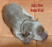 Olivia Orange, a female Miniature Schnauzer for sale in Salem, IN – Photo 3 of 5