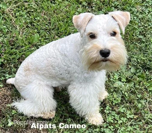 Cameo – Miniature Schnauzer puppy for sale in Salem, IN