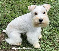 Cameo, a female Miniature Schnauzer for sale in Salem, IN – Photo 1 of 9