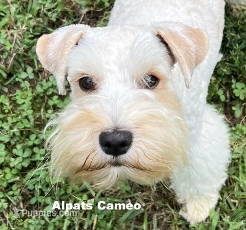 Cameo – Miniature Schnauzer puppy for sale in Salem, IN