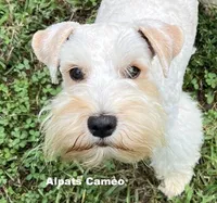 Cameo, a female Miniature Schnauzer for sale in Salem, IN – Photo 5 of 9