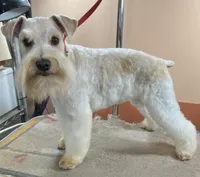 Cameo, a female Miniature Schnauzer for sale in Salem, IN – Photo 7 of 9