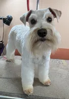 Cameo, a female Miniature Schnauzer for sale in Salem, IN – Photo 6 of 9