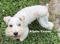 Cameo, a female Miniature Schnauzer for sale in Salem, IN – Photo 3 of 9