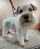 Cameo, a female Miniature Schnauzer for sale in Salem, IN – Photo 9 of 9